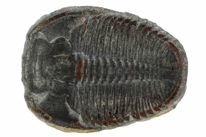 Elrathia Trilobite Fossil - Utah #97046